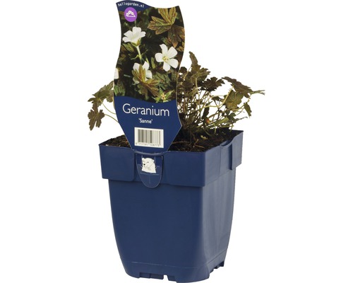 Geranium der Sorte Sanne in einem Topf