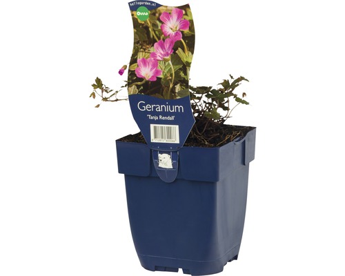 Géranium FloraSelf Geranium 'Tanja Rendall' h 5-20 cm Co 0,5 l