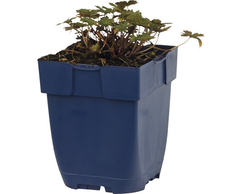 Gepflanzter Storchschnabel in einem Topf