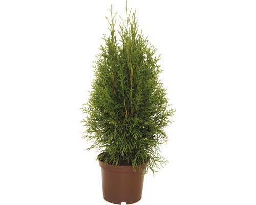 Lebensbaum Thuja occidentalis 'Smaragd' H 30-40 cm Co 2 L