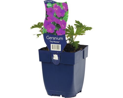 Géranium ''Tiny Monster'' en pot