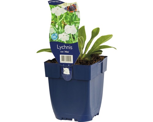 Gefüllte Kuckucks-Lichtnelke im Topf