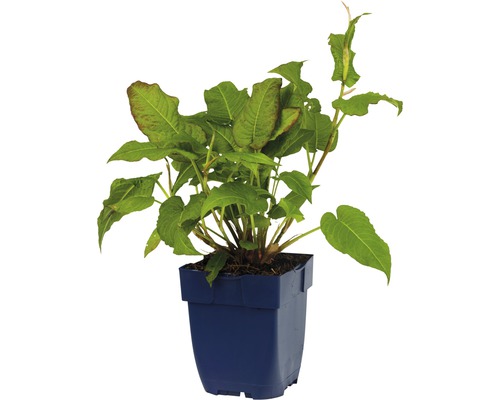 Ampferknöterich im Topf