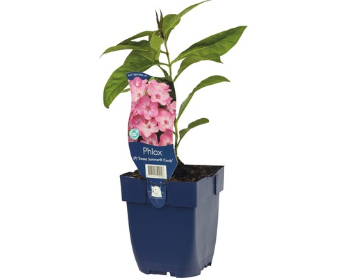 Staudenphlox FloraSelf Phlox paniculata 'Sweet Summer Candy' H 5-40 cm Co 0,5 L Flammenblume ''Sweet Summer Candy'' im Topf