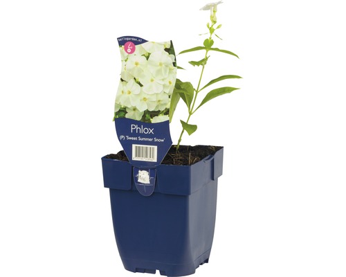 Phlox paniculé FloraSelf Phlox paniculata 'Sweet Summer Snow' h 5-60 cm Co 0,5 l Phlox Sweet Summer Snow plante en pot