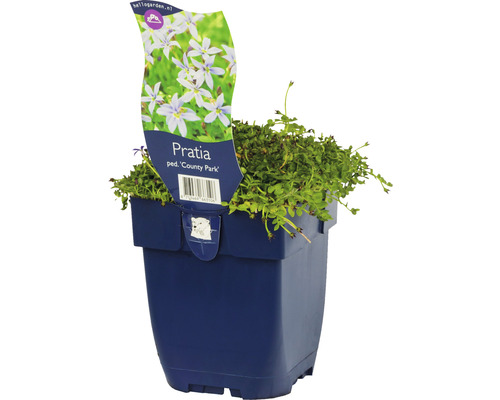 Labelia tapissante FloraSelf Pratia pedunculata 'County Park' h env. 5 cm Co 0,5 l Pratia County Park plante en pot