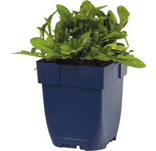 Plant de roquette en pot