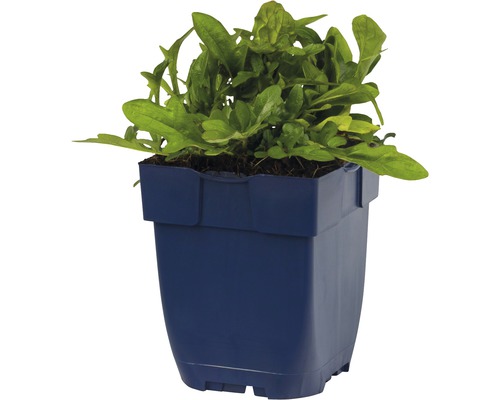 Plant de roquette en pot