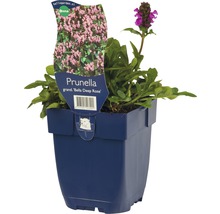 Pâquerette bleue en pot