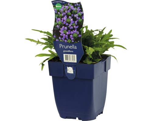 Brunelle à grandes fleurs FloraSelf Prunella grandiflora h 10-20 cm Co 0,5 l