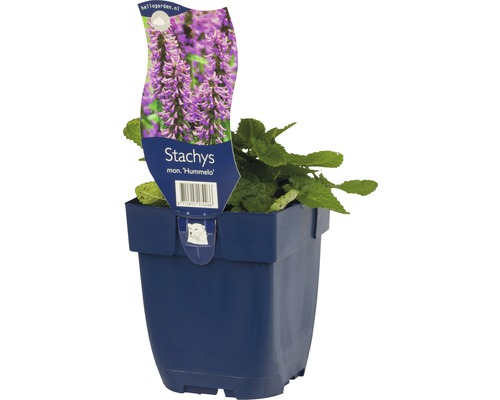 Stachys mon Hummelo en pot