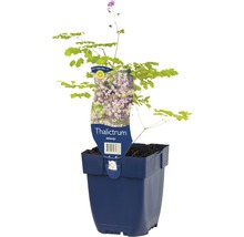 Wiesenraute Pflanze im Topf