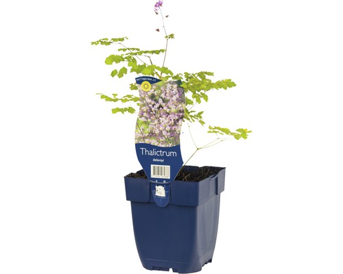 Thalictrum, Pigamon de Delavay FloraSelf Thalictrum delavayi h 5-20 cm Co 0,5 l Pygamon Plante en pot