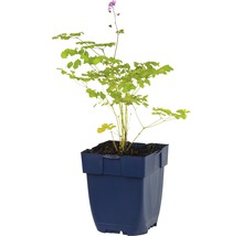 Elfenblume in einem Topf