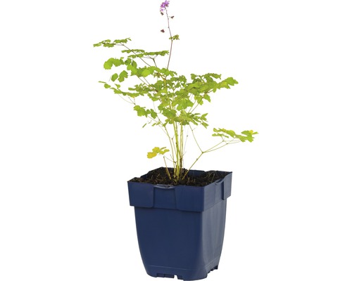 Fleur des elfes en pot