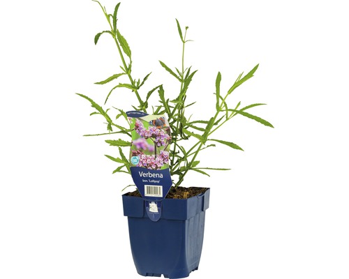 Verveine FloraSelf Verbena bonariensis 'Lollipop' h 5-60 cm Co 0,5 l