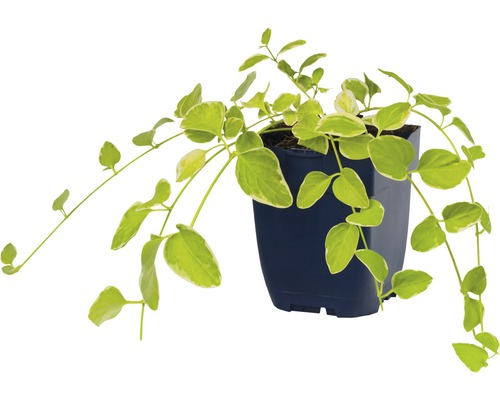 Im Topf wachsende Kletterpflanze mit Blättern