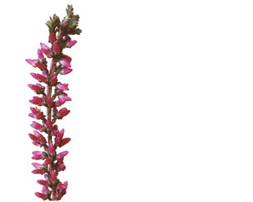 Besenheide mit Blüten