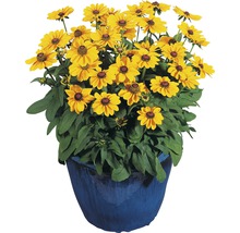 Plante rudbeckie dans un pot
