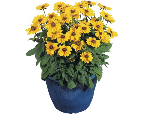 Plante rudbeckie dans un pot