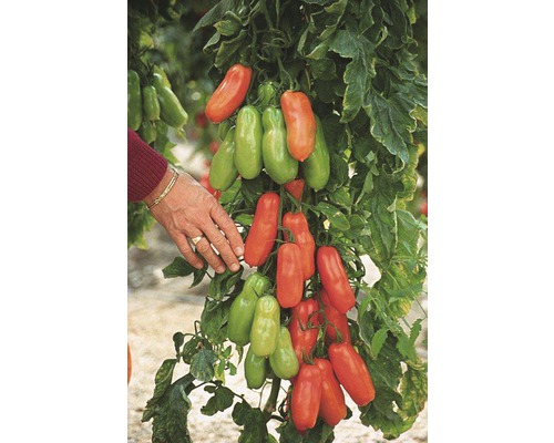 Tomate olivette 'Corianne' F1 FloraSelf pot Ø 12 cm greffée