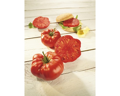 Fleischtomate 'Buffalo Steak' F1 veredelt FloraSelf Ø 12 cm Topf, besonders große und aromatische Tomaten, resistent gegen Mosaikvirus, Fusarium, Verticillium und Nematodenbefall Fleischtomaten neben einem Burger auf einem Holztisch