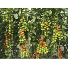 Tomate cerise 'Favorita' F1 FloraSelf pot Ø 12 cm, greffée-thumb-0