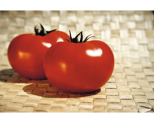 Tomate charnue 'Fantasio' F1 FloraSelf pot Ø 12 cm greffée