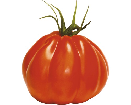 Tomate cœur de bœuf charnue 'Corazon' F1 FloraSelf pot Ø 12 cm greffée