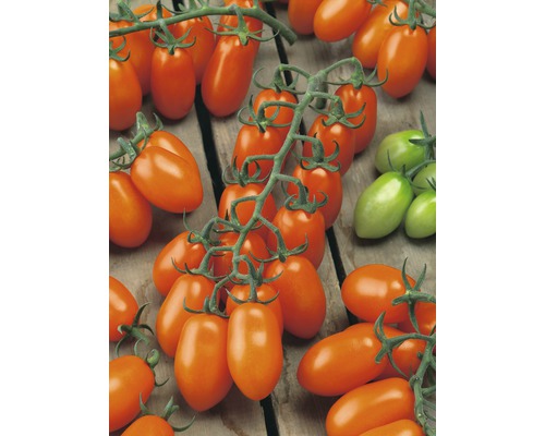 Pflaumen-Cherrytomate, Datteltomate 'Santorange' F1 veredelt FloraSelf Ø 12 cm Topf Orangefarbene Cherrytomaten auf einem Holztisch