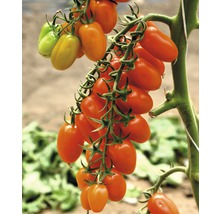 Tomate datte 'Datterino' F1 FloraSelf pot Ø 12 cm greffée-thumb-0