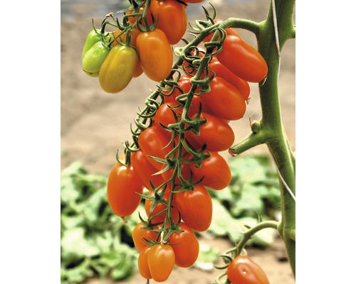 Tomate datte 'Datterino' F1 FloraSelf pot Ø 12 cm greffée-0