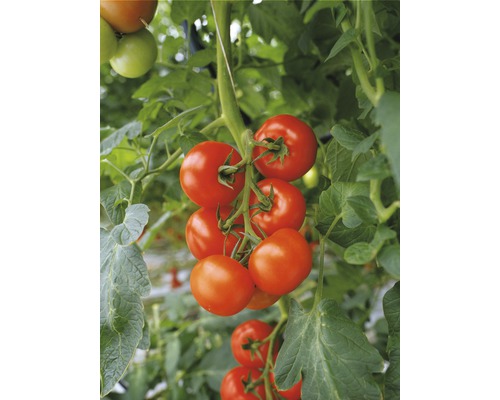 Tomate grappe de plein air 'Philona' F1 FloraSelf pot Ø 12 cm, greffée, particulièrement résistante aux maladies