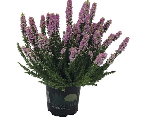 Callune FloraSelf Calluna vulgaris 'Skyline' pot Ø 11 cm sélection aléatoire de variétés