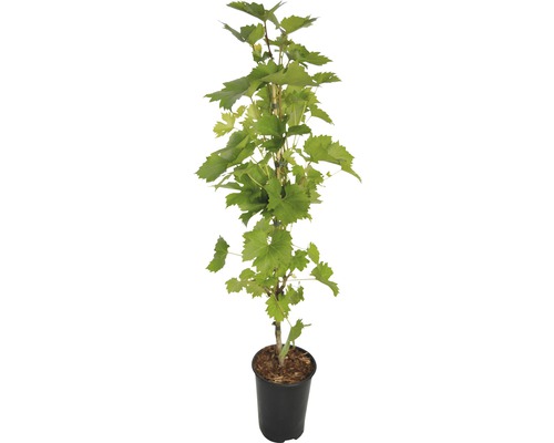 Vigne en pot avec des feuilles vertes