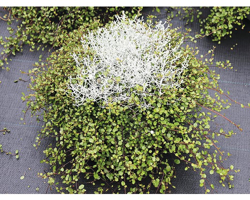 Plante de Muehlenbeckia avec buisson de Leucophyte