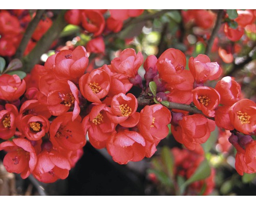 Zierquitte FloraSelf Chaenomeles superba 'Pink Lady' H 50-60 cm Co 5 L 1 Stk.