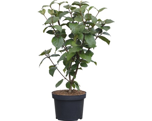 Viorne odorante à grosses fleurs FloraSelf Viburnum carlcephalum H 40-60 cm Co 5 L Cornouiller d''Allemagne en pot
