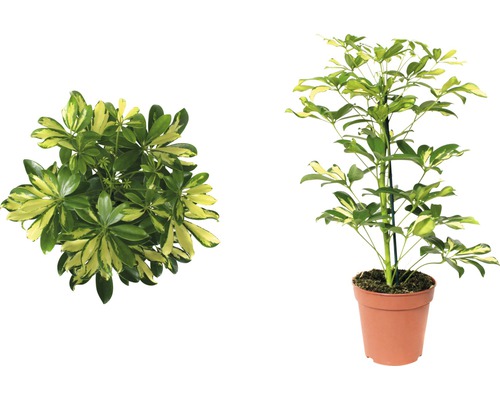 Arbre ombrelle FloraSelf Schefflera arboricola 'Gerda' H 45-55 cm pot de Ø 13 cm Schefflera, plante d''intérieur en pot, vues de dessus et de côté