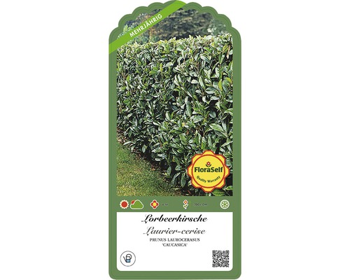 Lorbeerkirsche Pflanze, mehrjährig