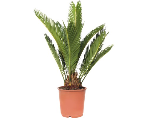 Cycas du Japon FloraSelf Cycas revoluta H 40-50 cm pot Ø 14 cm