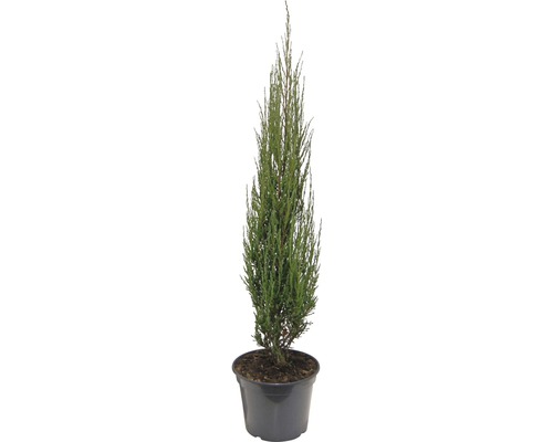 Genévrier bleu des Rocheuses Juniperus scopulorum 'Blue Arrow' H 80-100 cm Co 10 L