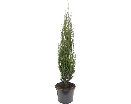 Genévrier bleu des Rocheuses FloraSelf Juniperus scopulorum 'Blue Arrow' H 80-100 cm Co 10 L Cyprès colonnaire dans un pot