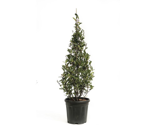 Glanzmispel 'Robusta Compacta' Pyramide FloraSelf Photinia fraseri 'Robusta Compacta' H 100-125 cm Co 20 L