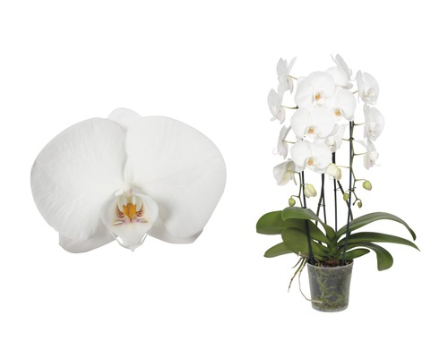 Schmetterlingsorchidee FloraSelf Phalaenopsis Hybride H 55-70 cm Ø 12 cm Topf Phalaenopsis Orchidee im Topf