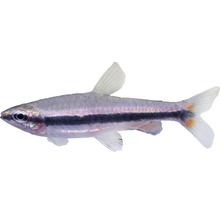 Fisch Roter Ziersalmler - Nannostomus beckfordi