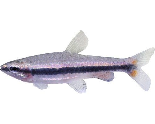 Fisch Roter Ziersalmler - Nannostomus beckfordi