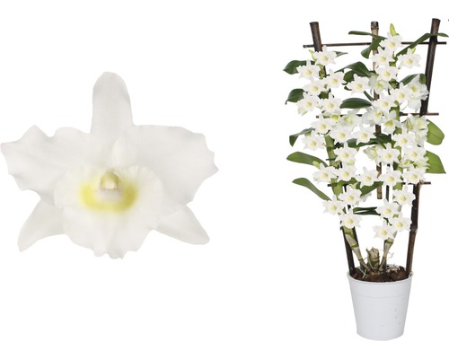 Dendrobium en espalier FloraSelf h 55-70 cm pot Ø 12 cm