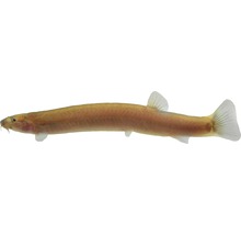 Loche de rivière pour aquariums