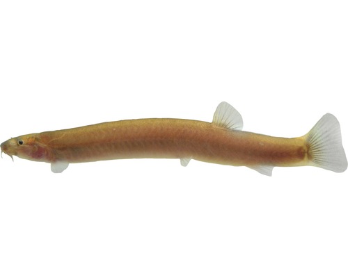 Fisch Braunes Dornauge - Acanthophthalmus javanicu